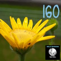 Welle Wahnsinn 160