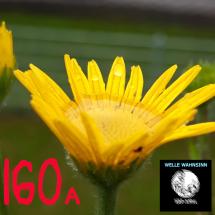 Welle Wahnsinn 160a