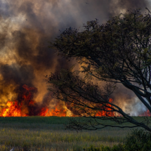 Ein Wald in der Ferne steht in Flammen.