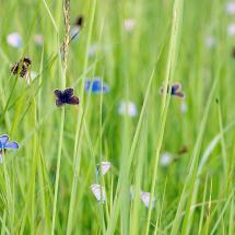 Biodiversität